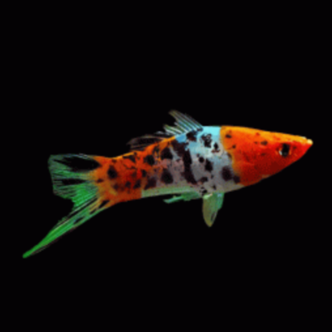 Xiphophorus Helleri - Calico Swordtail.png