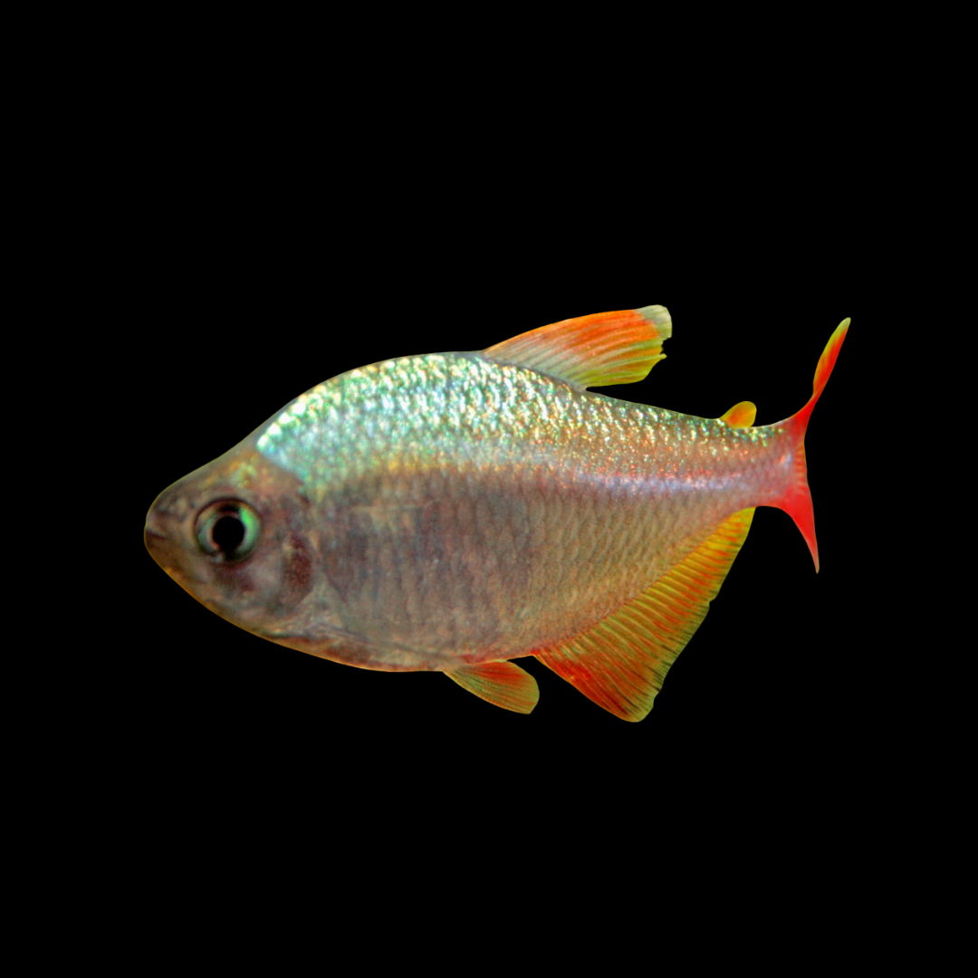 Hyphessobrycon Colombianus - Blue Colombian Tetra