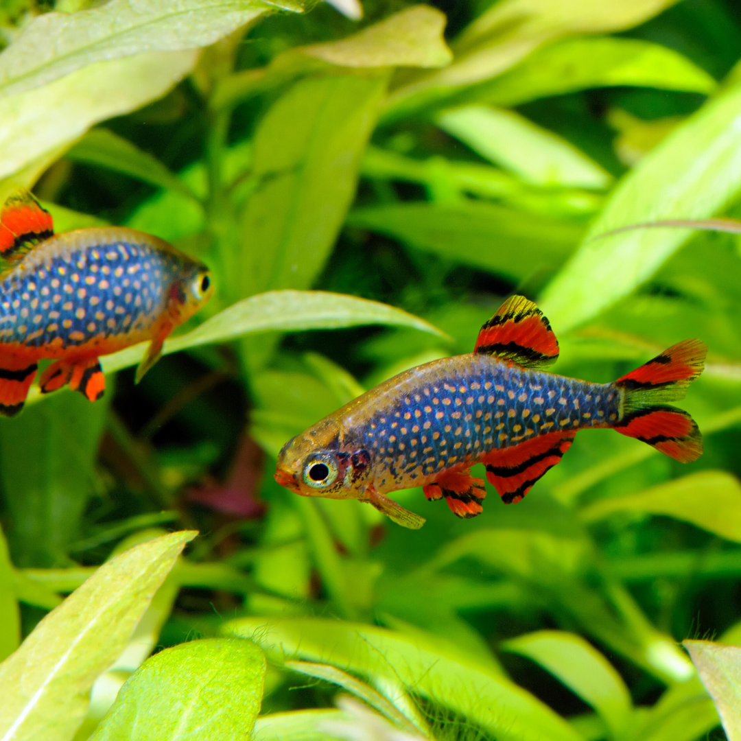 Celestial Pearl Danio
