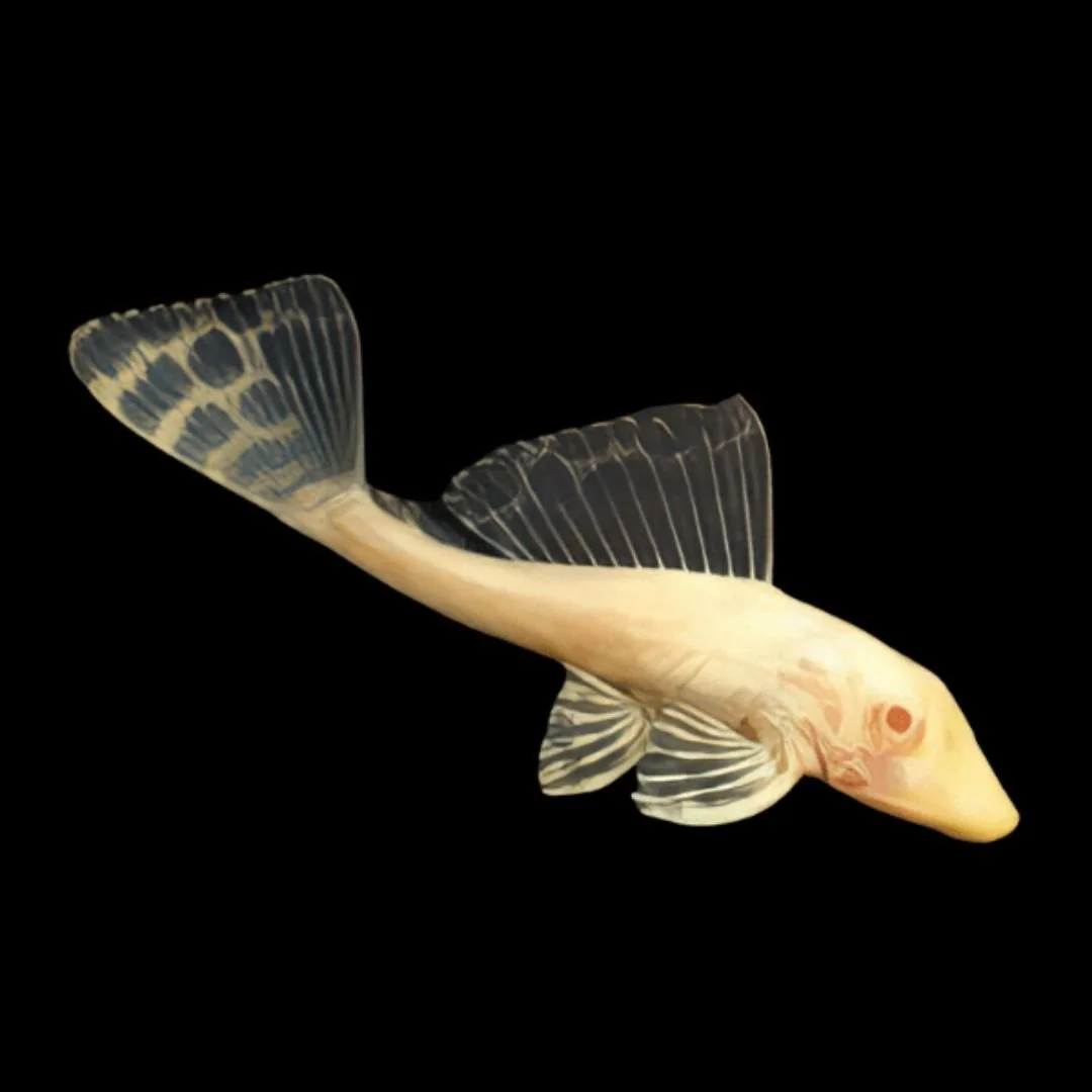 Pterygoplichthys Gibbiceps Albino - Albino Marble Sailfin Pleco
