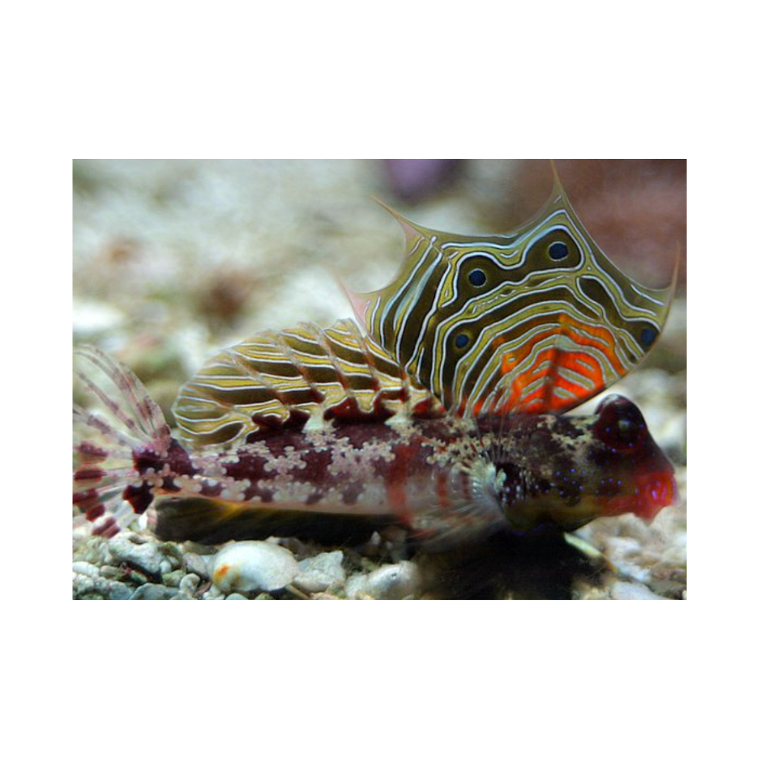 Synchiropus Occellatus - Scooter Blenny