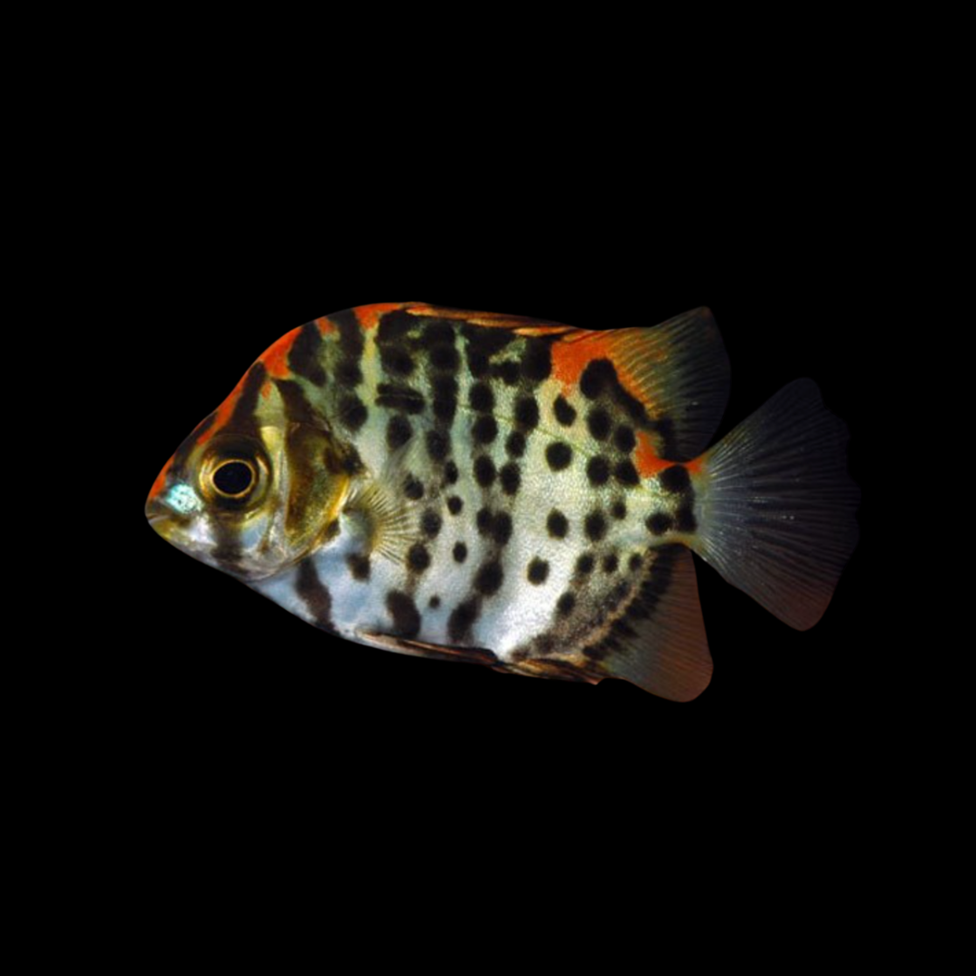 Scatophagus Argus - Red Scat