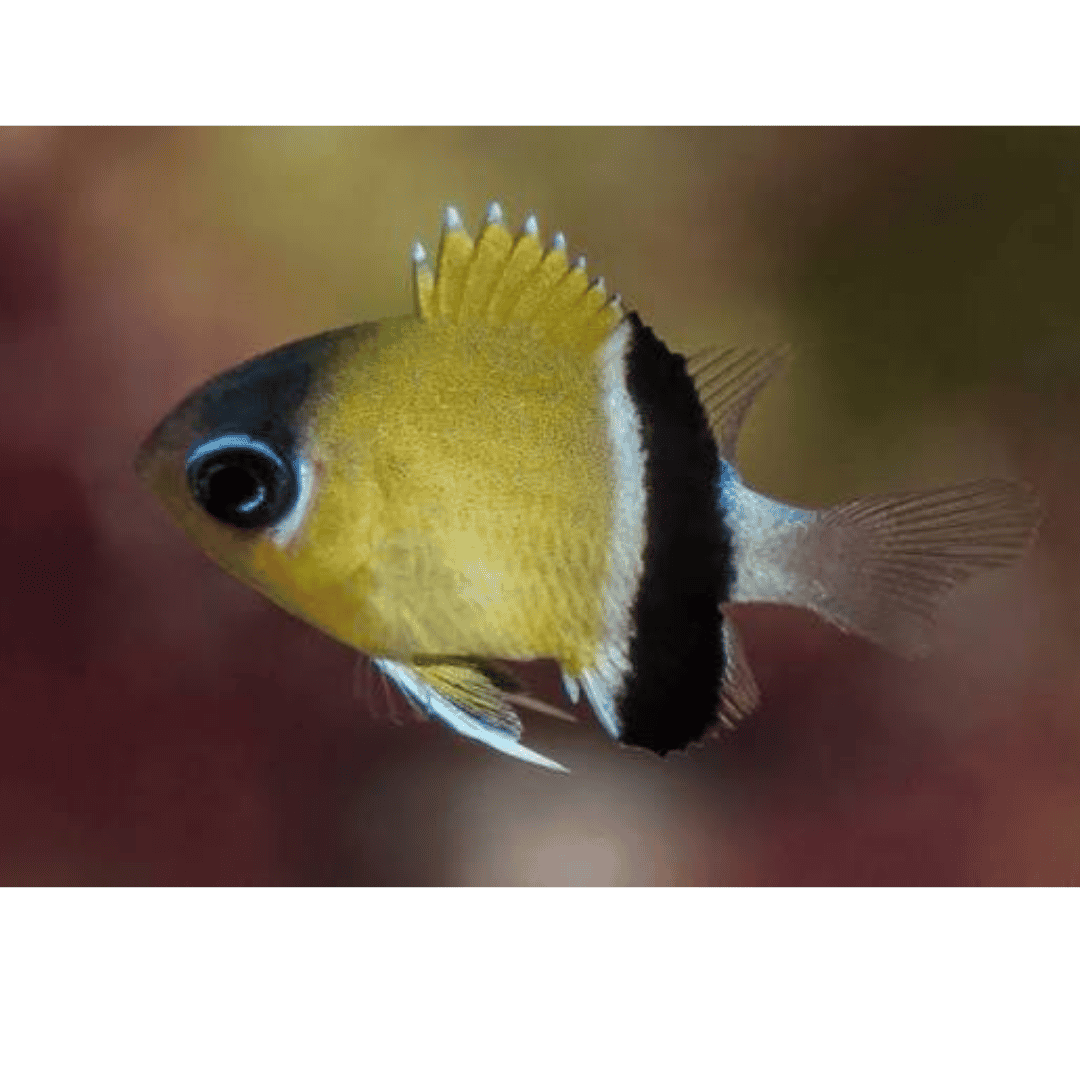 Chromis Retrofasciatus - Black Bar Chromis