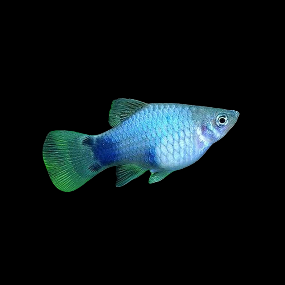 Xiphophorus Maculatus - Blue Butterfly Mickey Mouse Platy