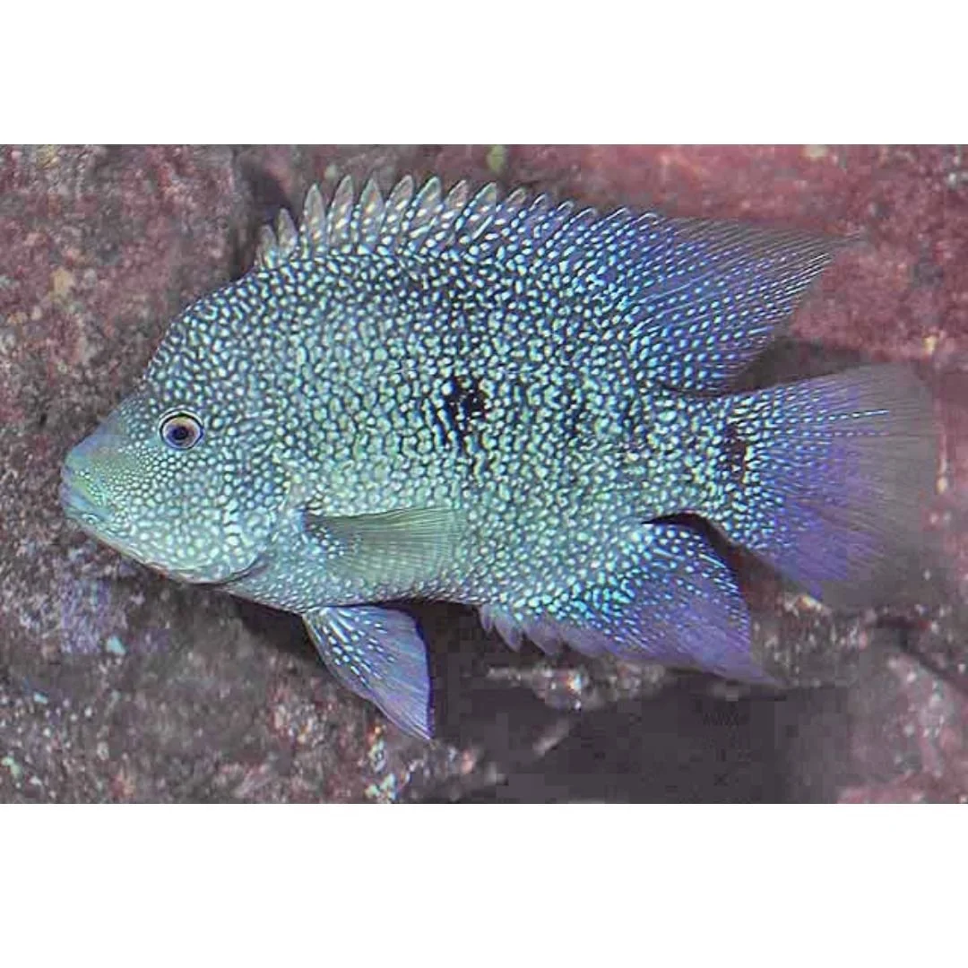 Herichthys Cyanoguttatum - Texas Cichlid.jpg