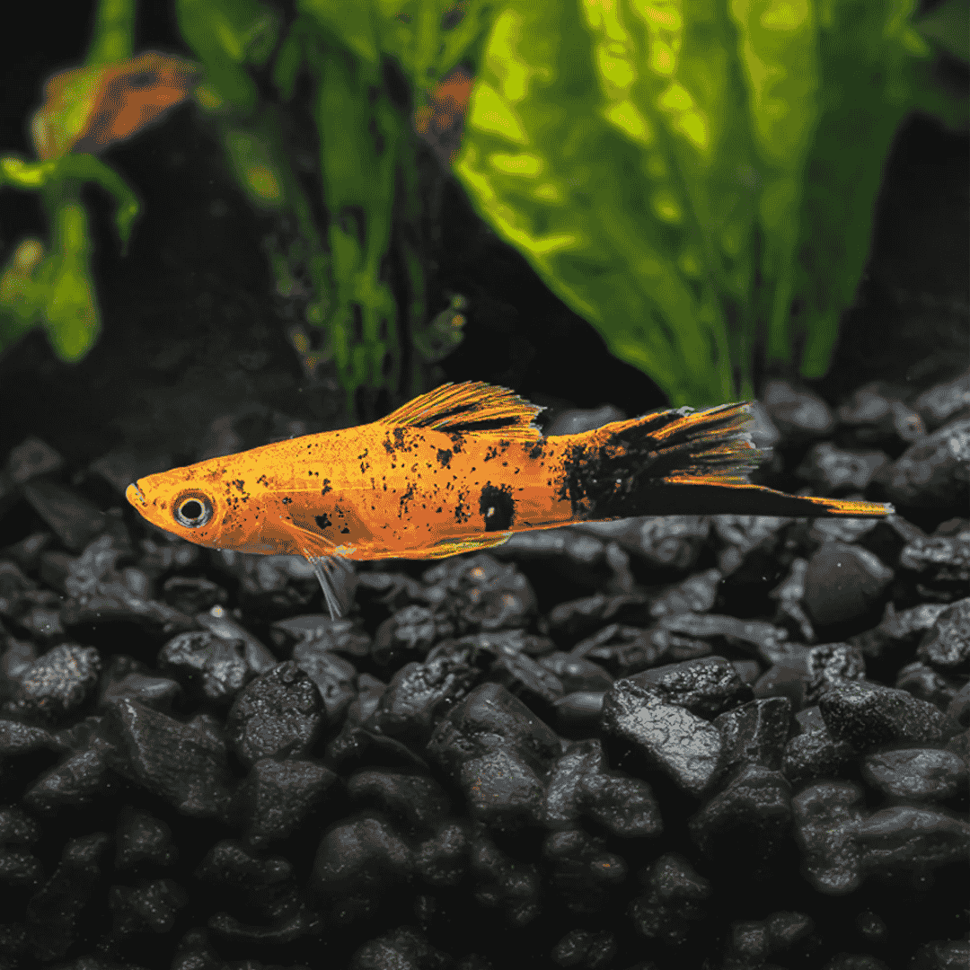 Xiphophorus Helleri - Berlin (Red Koi) Swordtail
