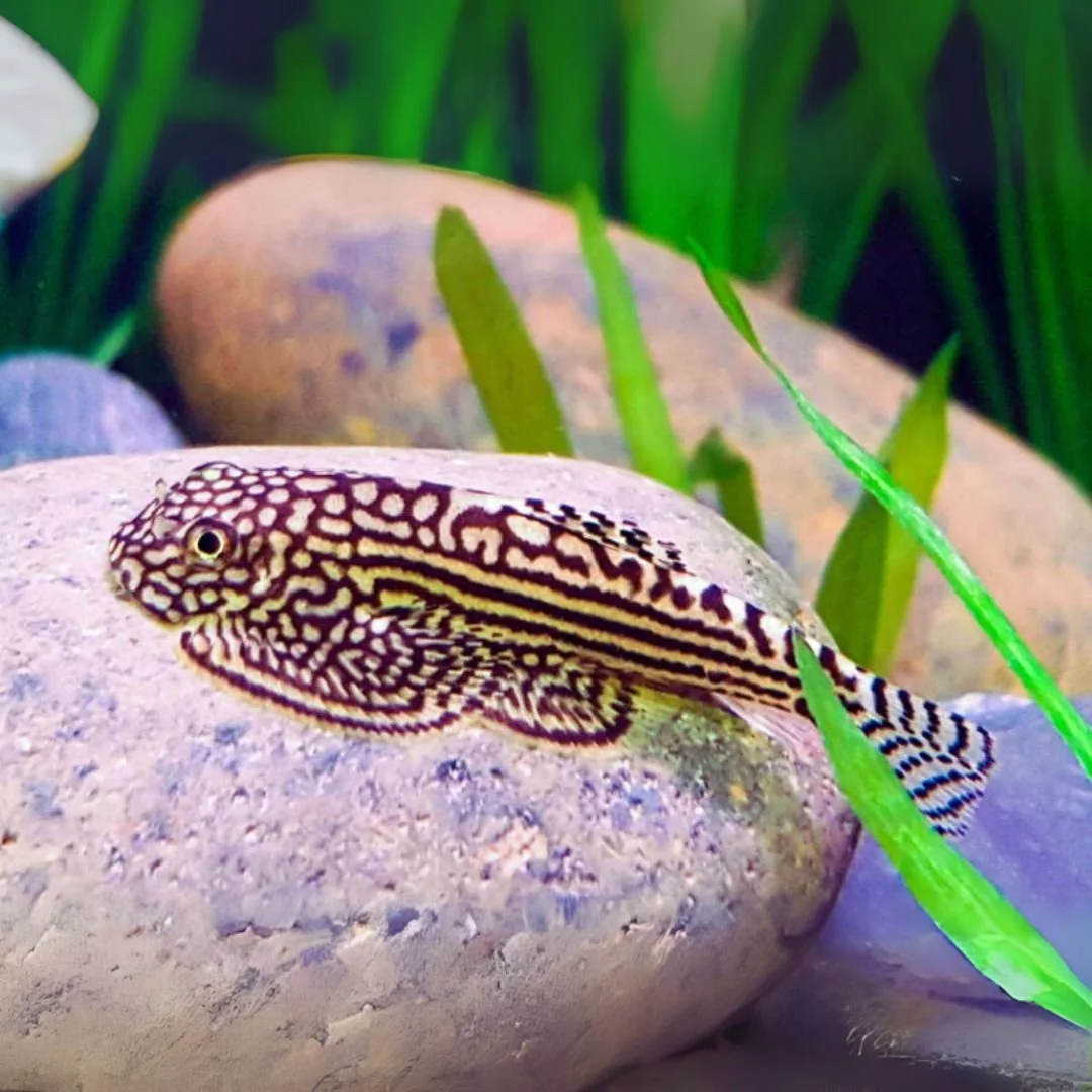 Reticulated Hillstream Loach