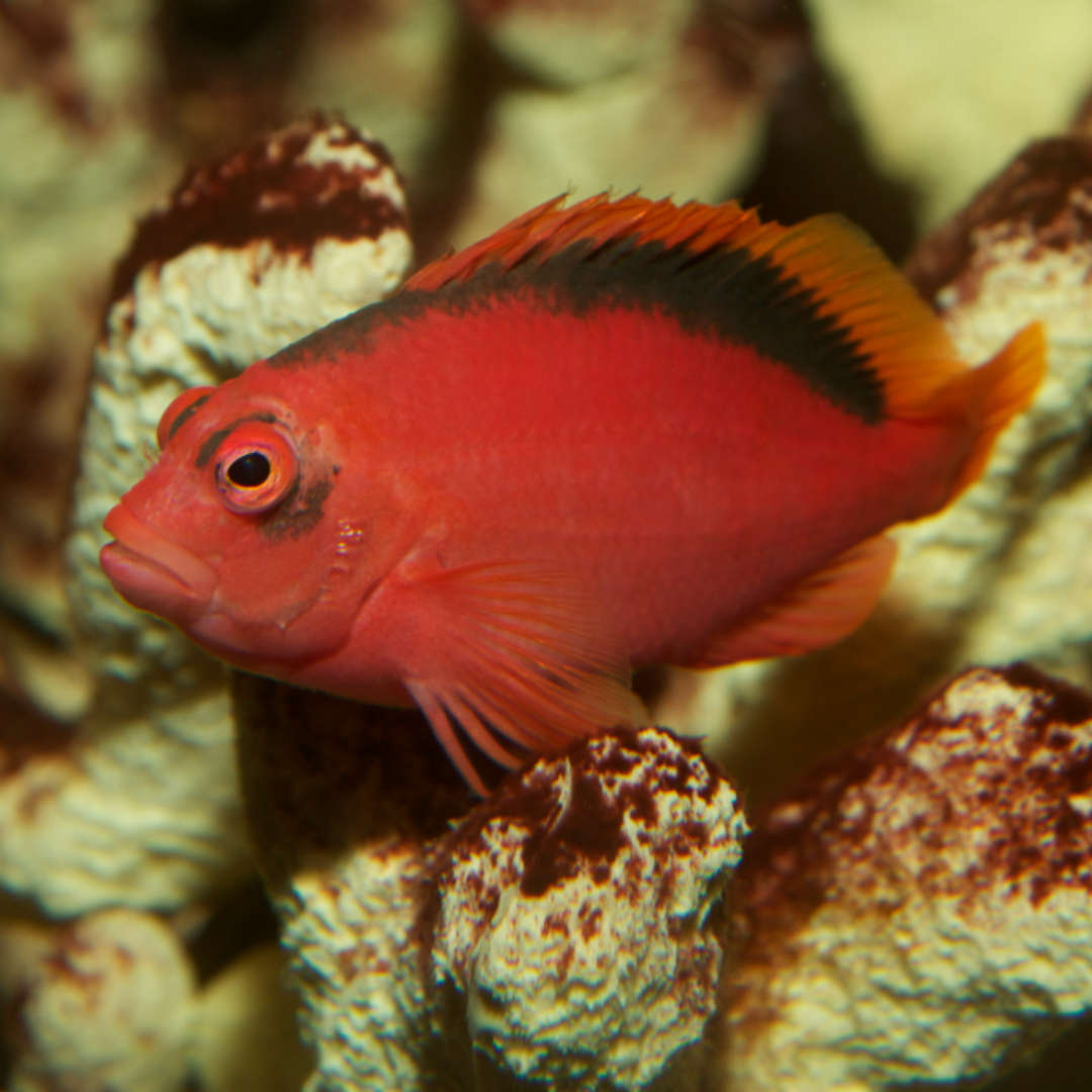 Neocirrhitus Armatus - Flame Hawk (Tahiti)