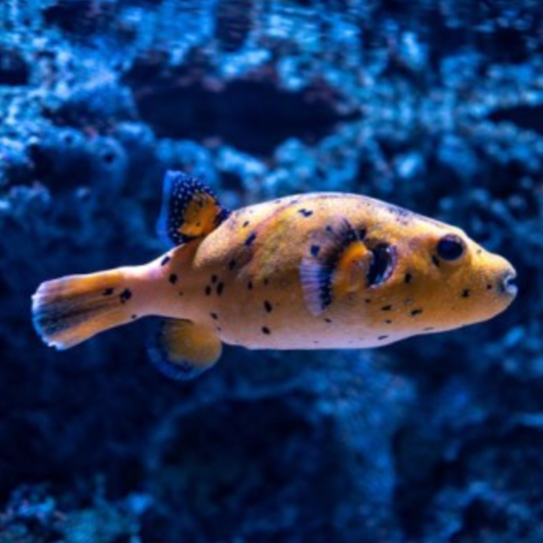 Arothron Nigropunctatus - Yellow-Belly Dogface Puffer.png