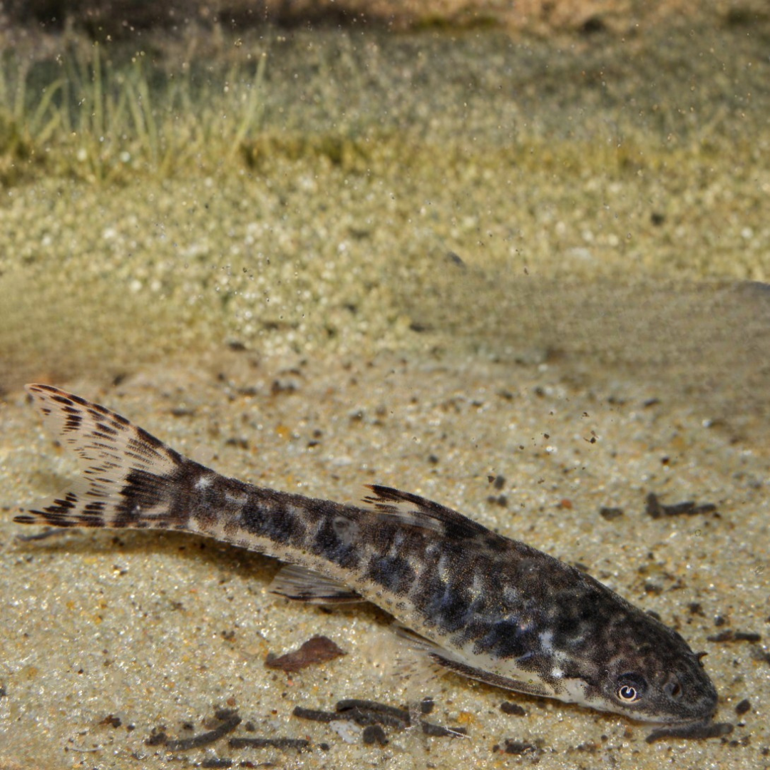 Otocinclus Felxilis - Otocinclus Catfish