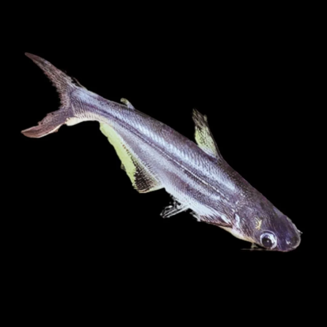 Pangasius Sutchi - Pagasius Catfish.jpg