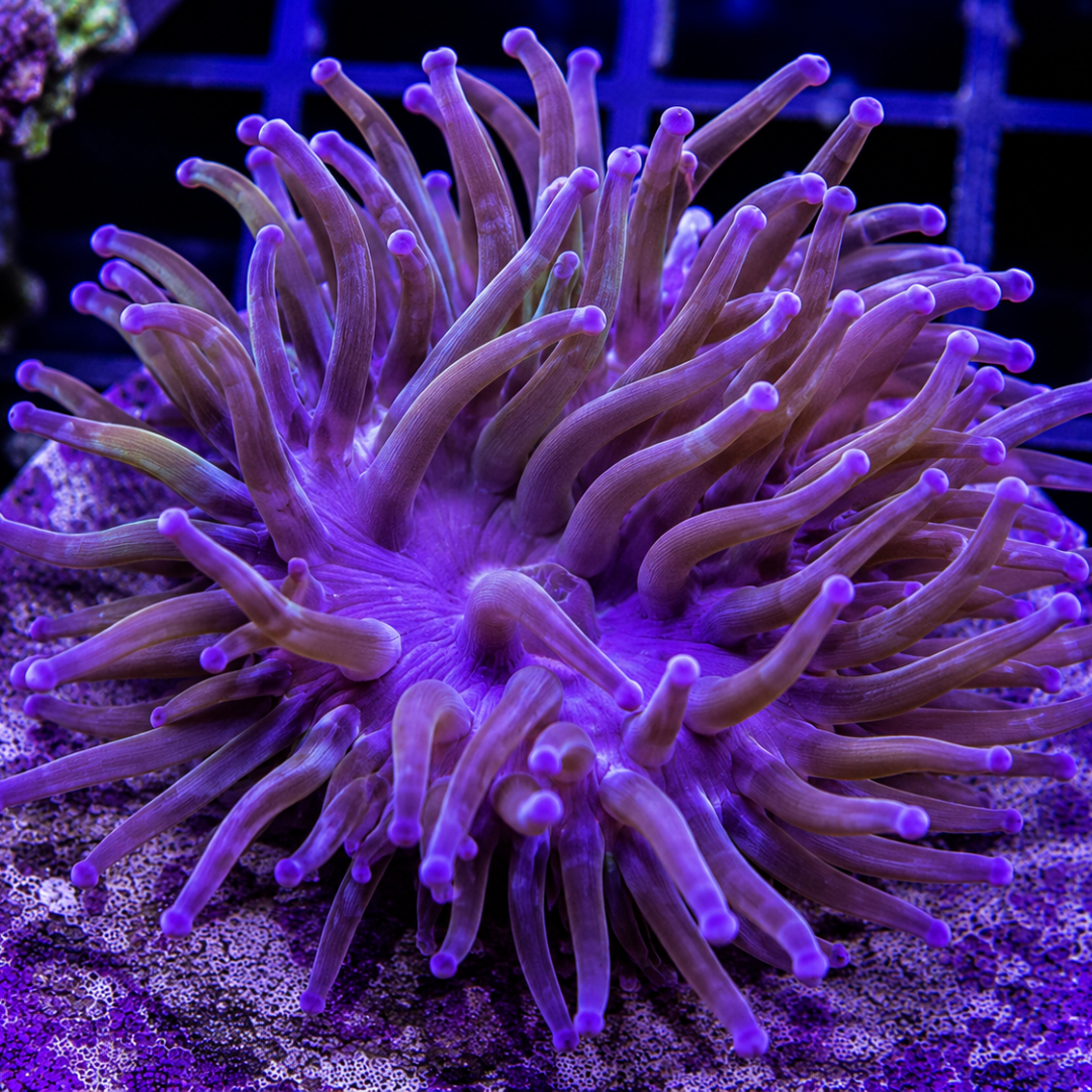 Heteractis magnifica - Ritteri Anemone - Purple