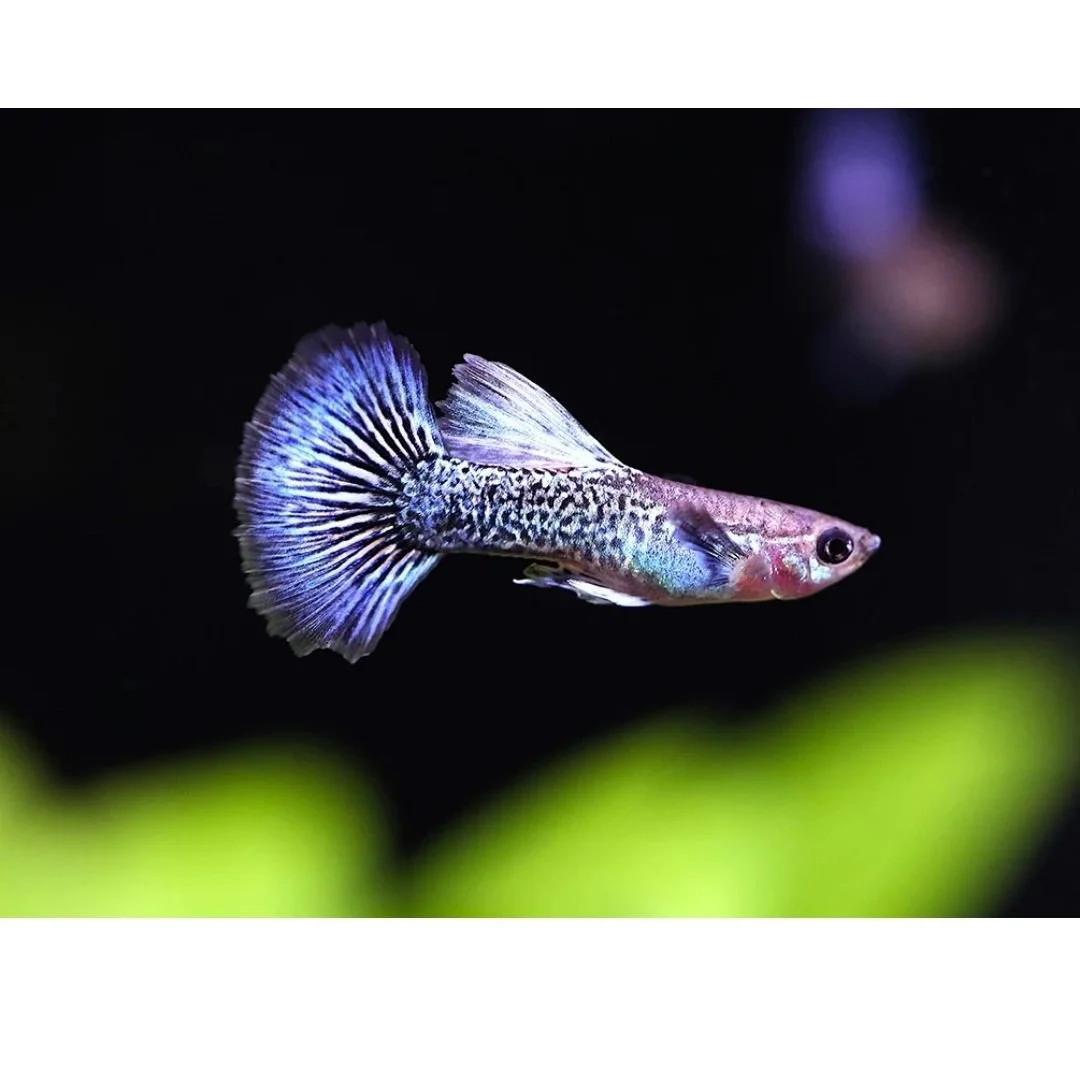 Poecilia Reticulata - Blue Metal Dragon Guppy
