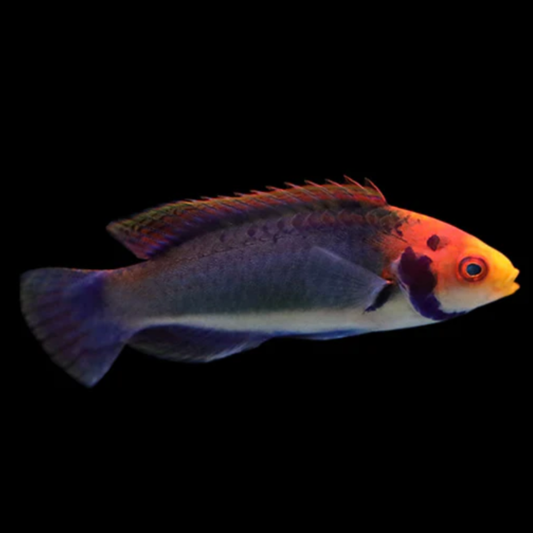 Cirrhilabrus Solorensis - Solar Wrasse