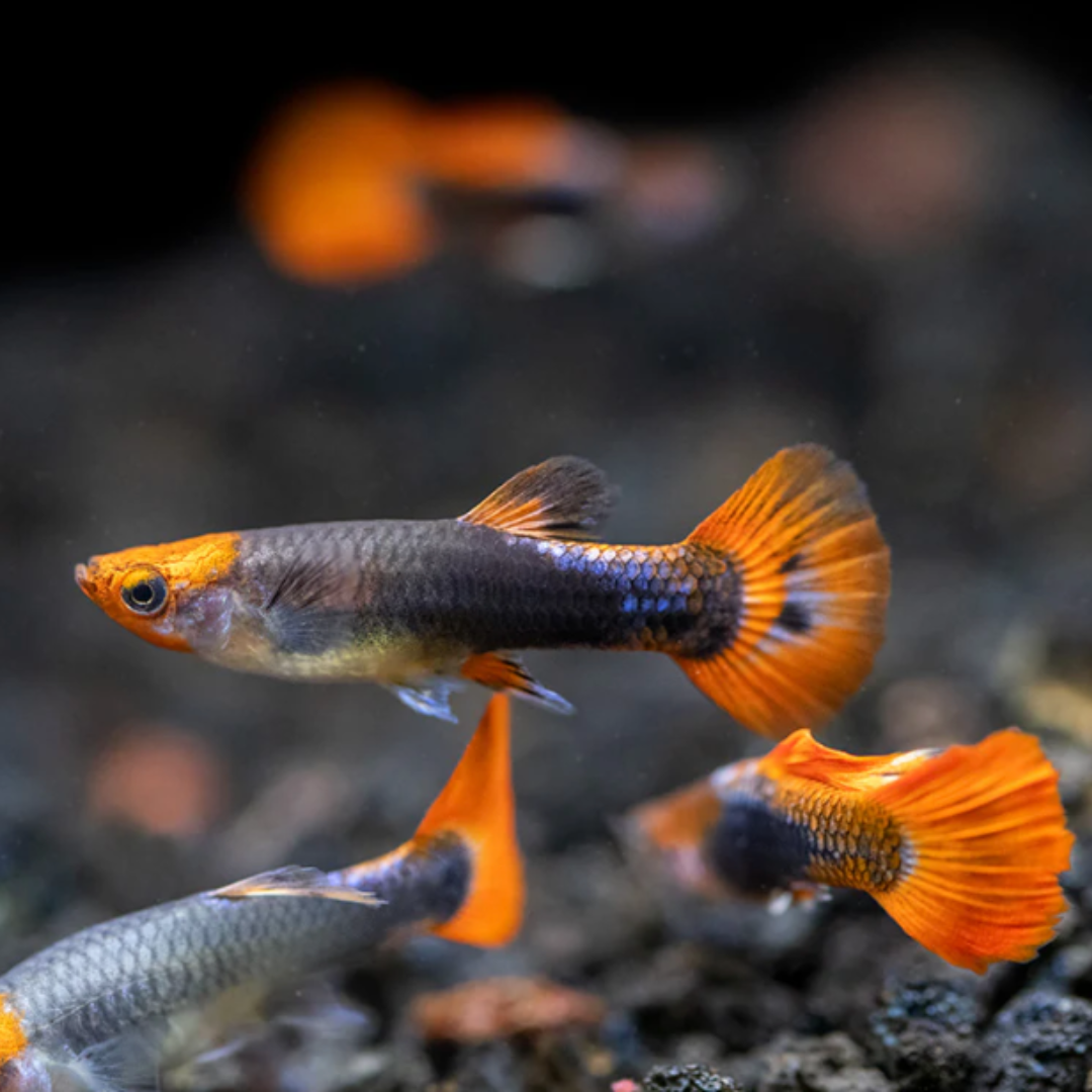 Delta Tail (Tuxedo Guppy)