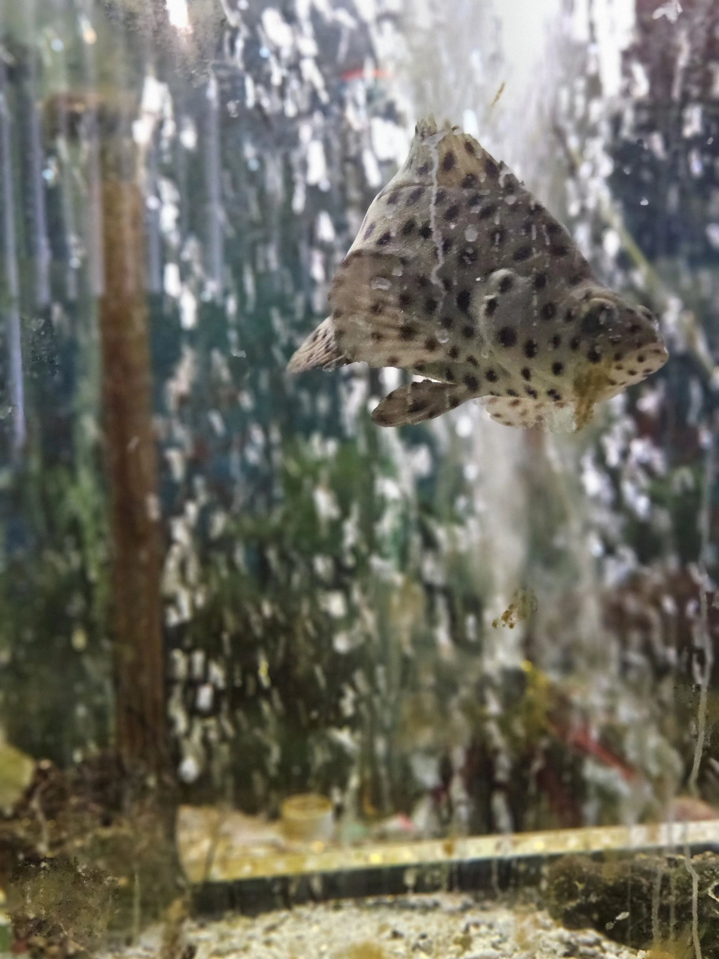 polka dot panther grouper for sale