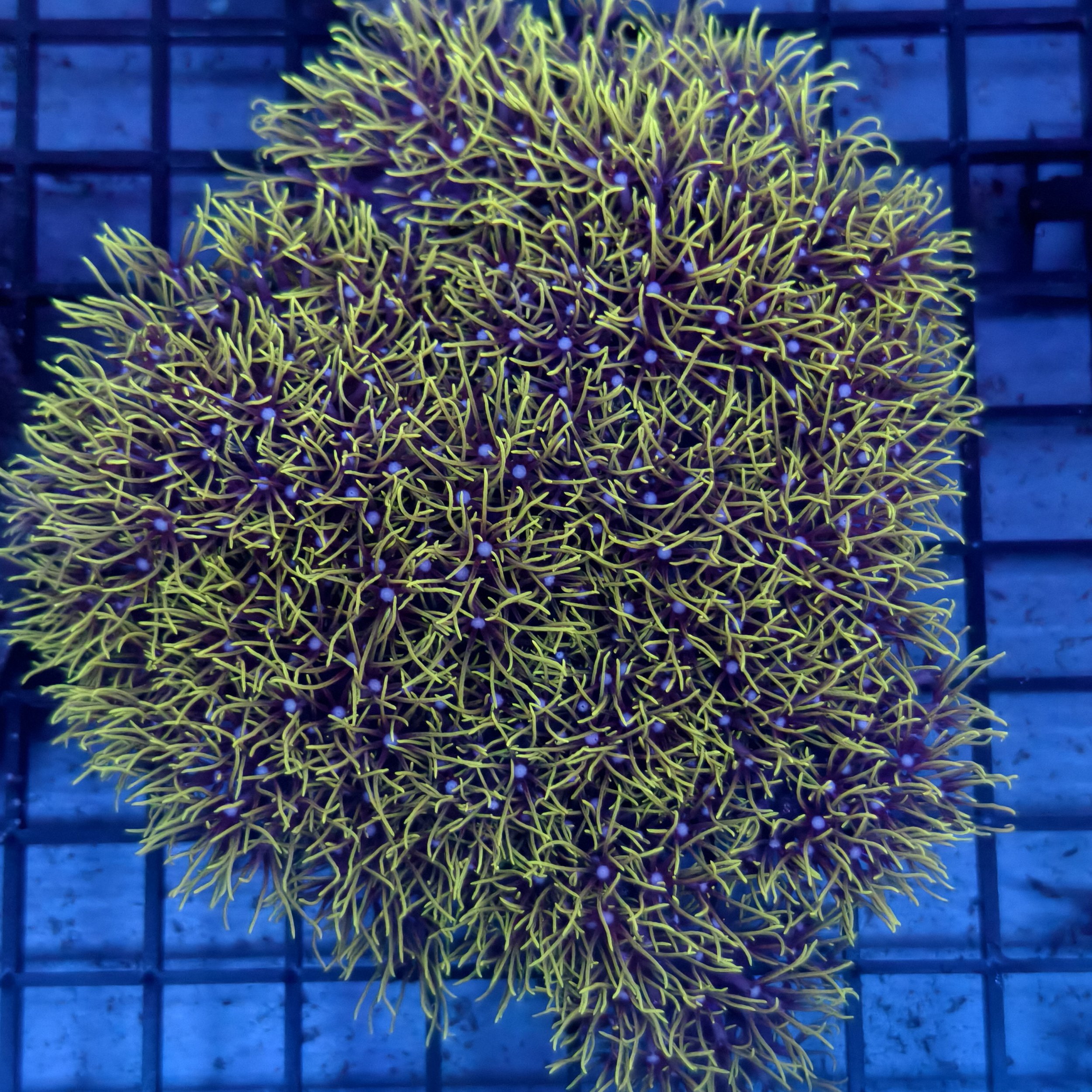 WYSIWYG Green Star Polyps
