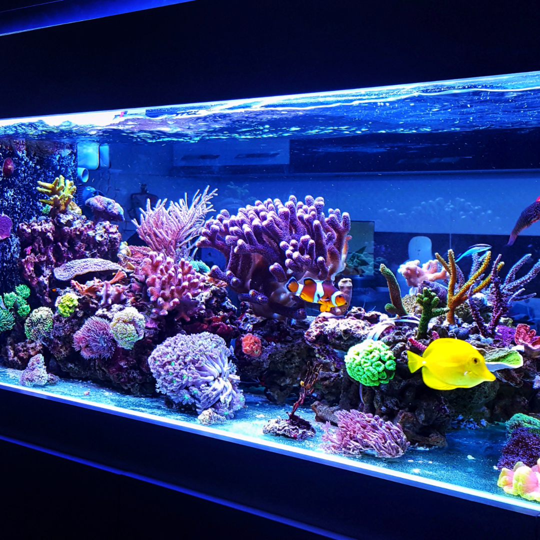 Professional aquarium installation by Big Fish Aquarium in Chicago