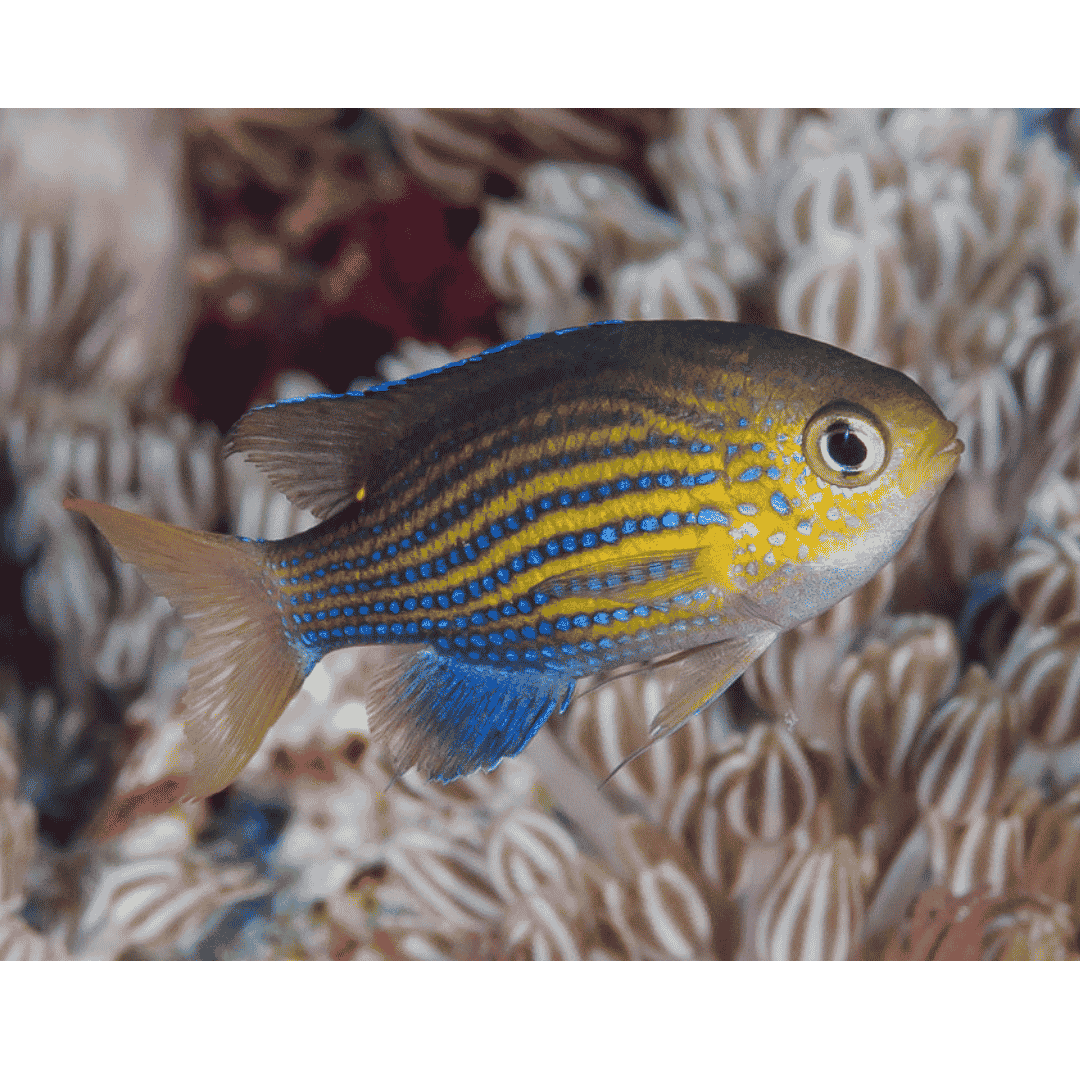 Chromis Vanderbilt - Lined Chromis