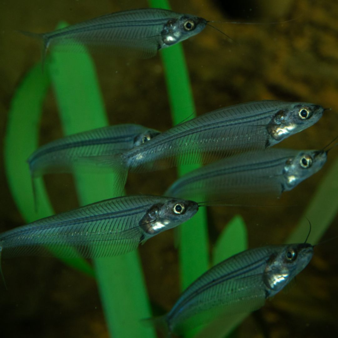 Kryptopterus Bicirrhis - Glass Catfish