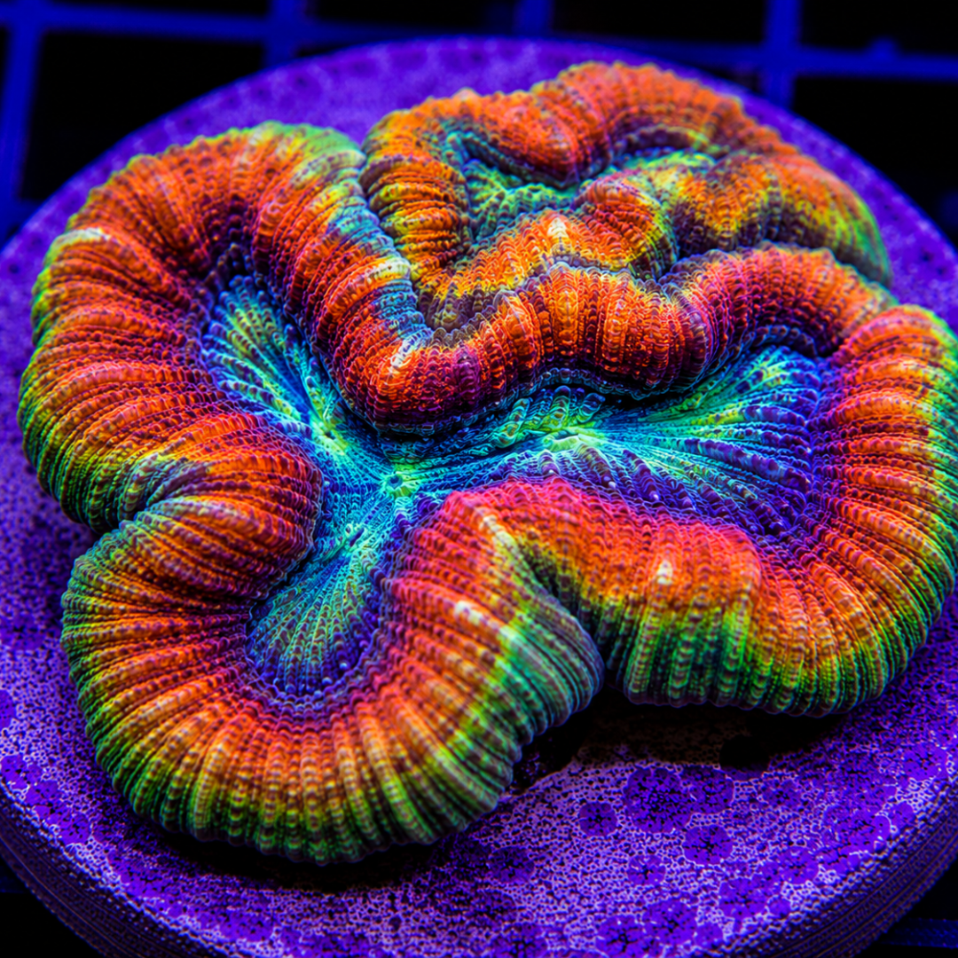 Lobophyllia spp. - Symphyllia - Ultra - Medium