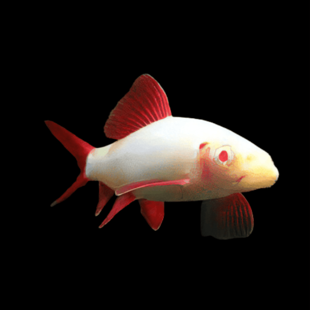 Epalzeorhynchos Frenatum - Albino Rainbow Shark
