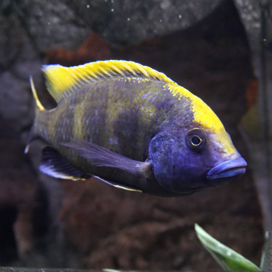 Nimbochromis Venustus - Venustus Cichlid