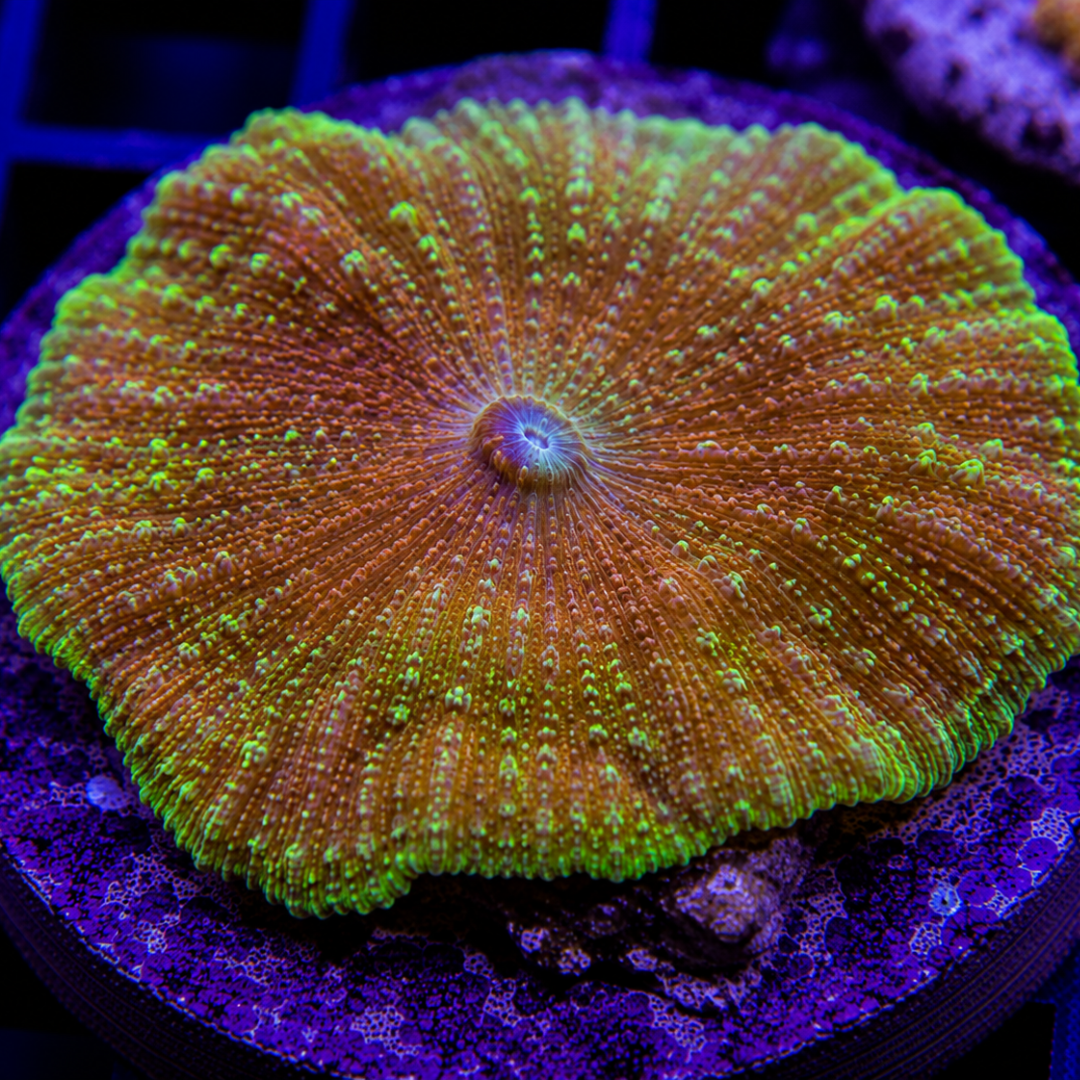 Discosoma neglecta - Umbrella Mushroom Coral