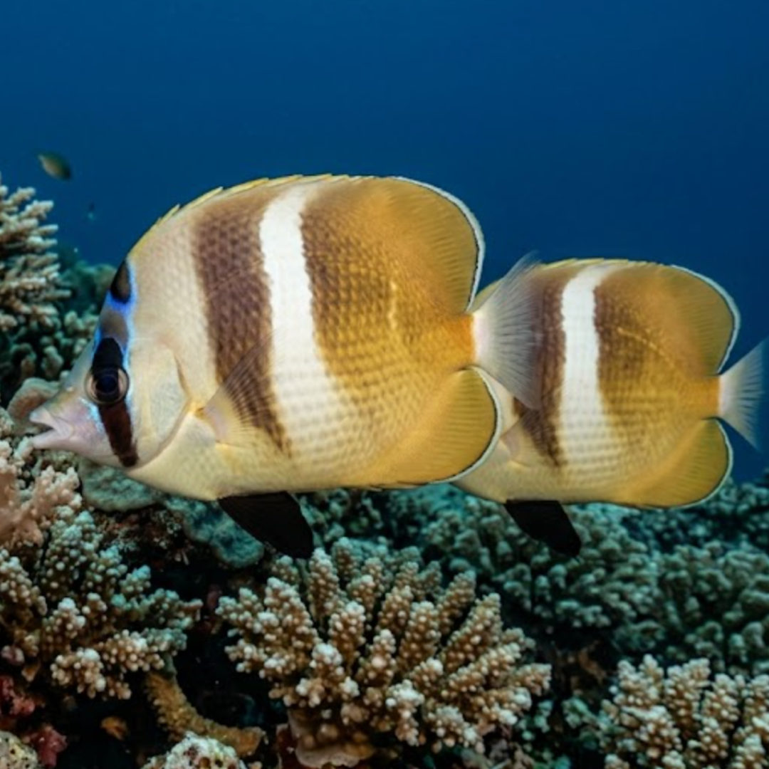 Chaetodon Kleini - Kleins Butterfly