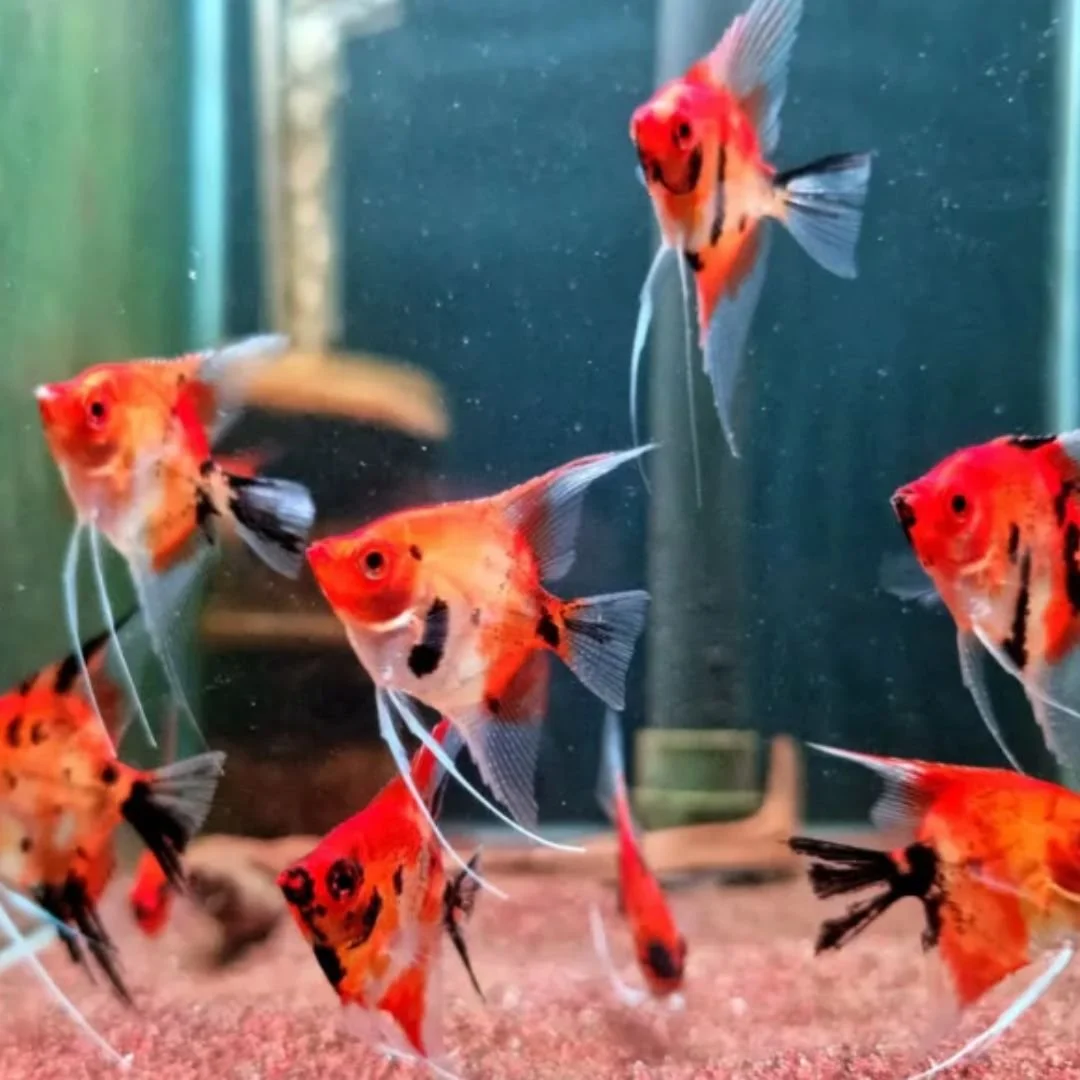 Koi Red Devil Angel (LG)