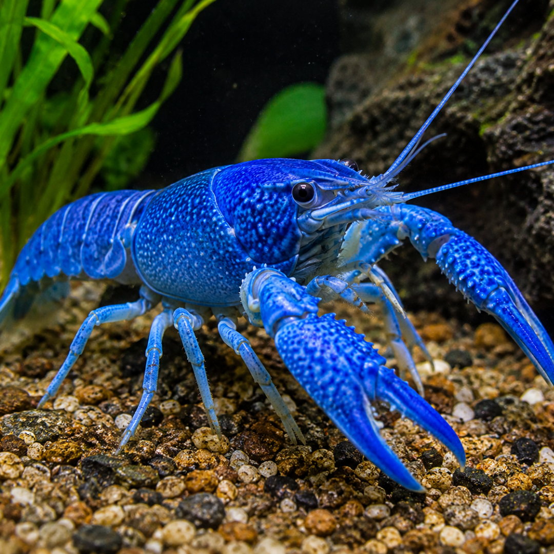 Procambarus sp. - Electric Blue Crayfish