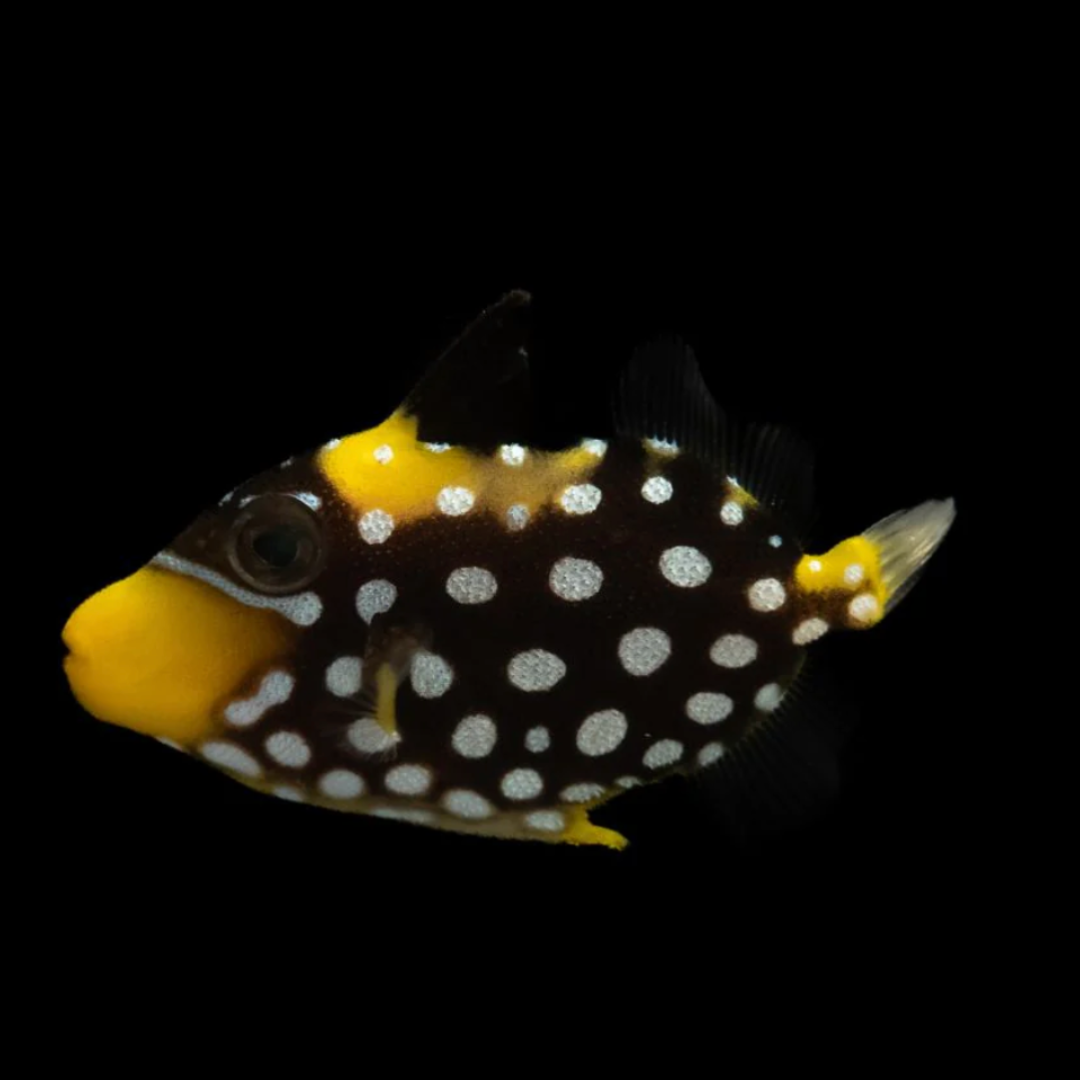 Balistoides Conspicillum - Clown Trigger