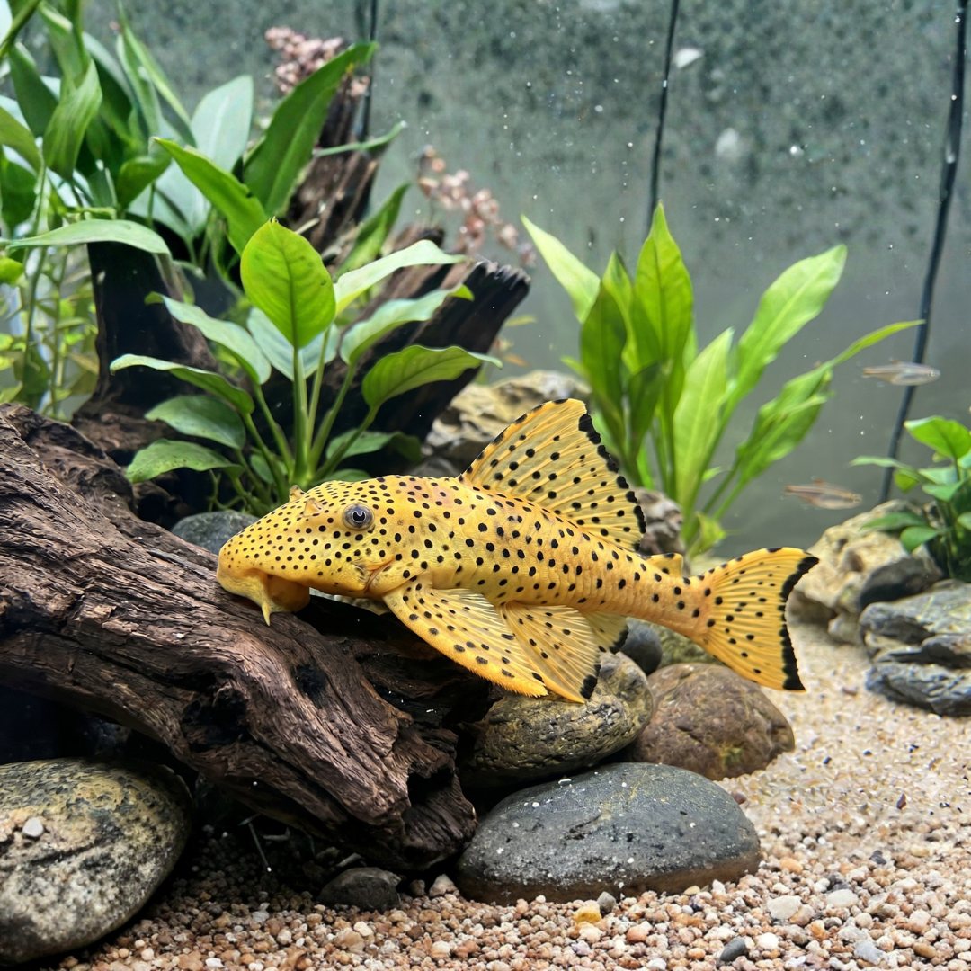 Scobinancistrus Aureatus - L014 Sunshine Pleco - VERY RARE