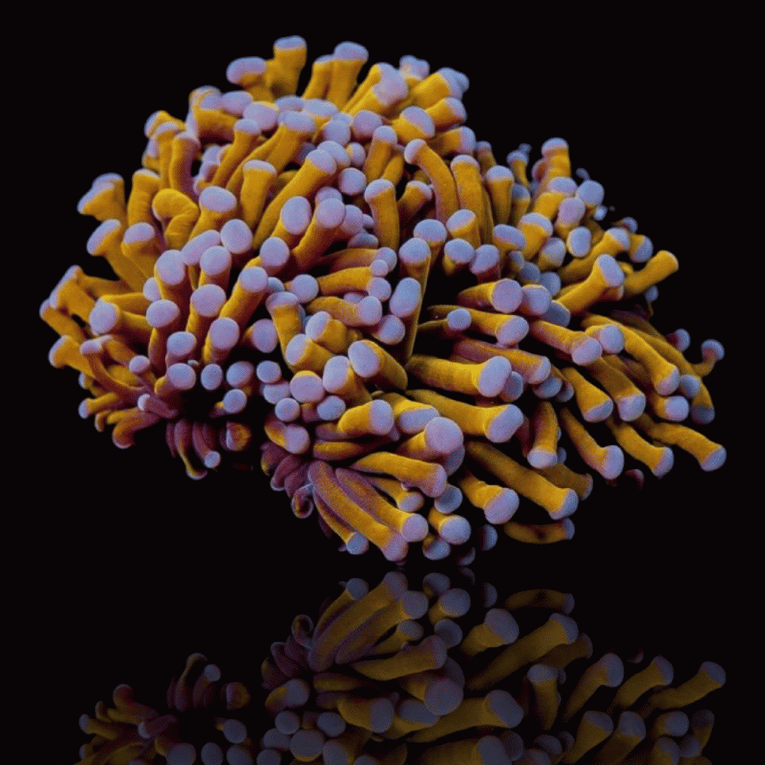C Euphyllia Glabrescens - 24K Gold Torch