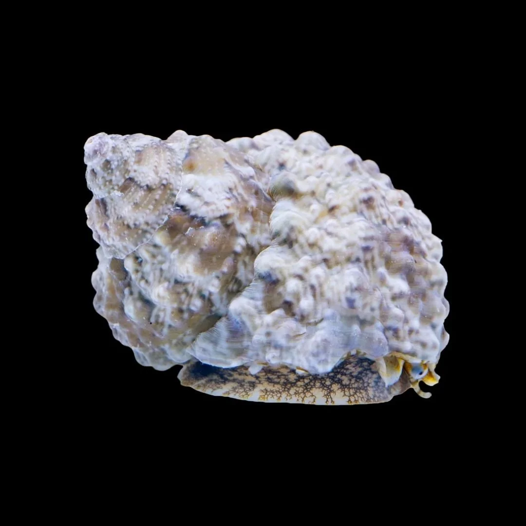 Turbo sp. - Cateye Snail