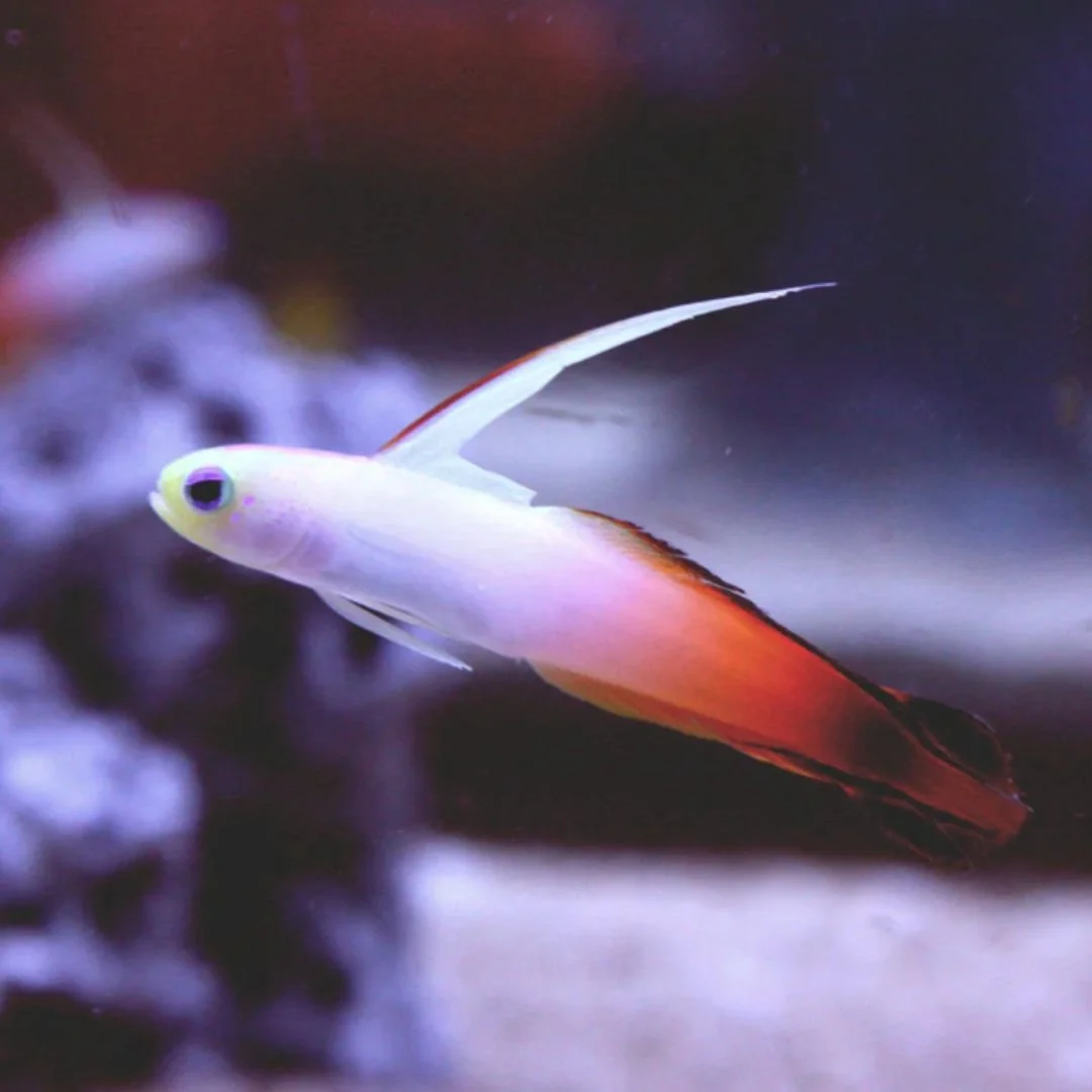 Red Firefish