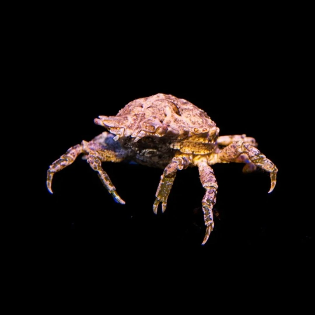 Pitho Mirabilis - Pitho Crab