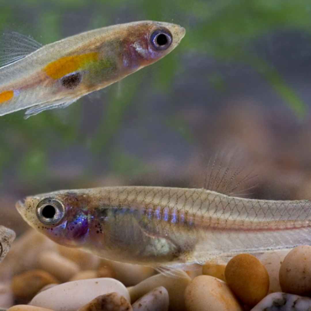 Poecilia Reticulata - Yellow Lace Short Albino Guppy
