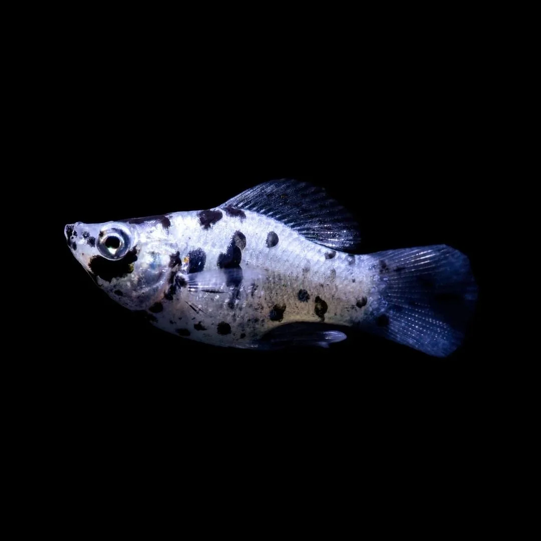 Poecilia Latipinna - Dalmation Molly