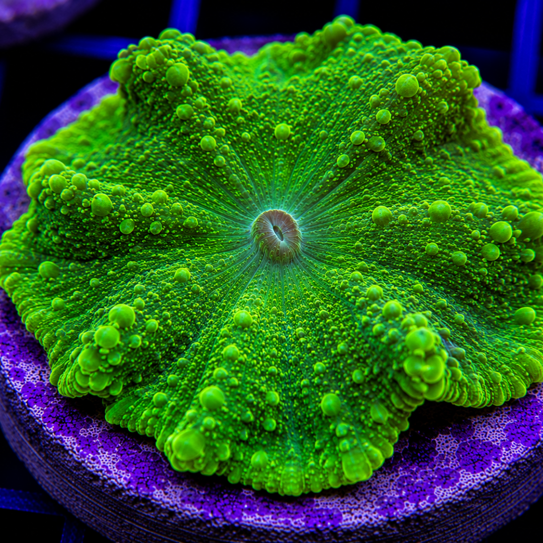 Rhodactis sanctithomae - St. Thomas Mushroom - Green