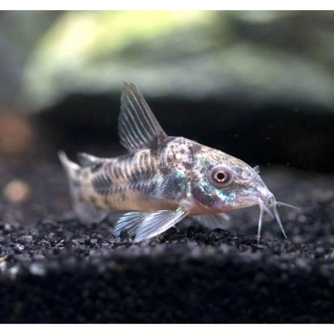 Corydoras Paleatus - Peppered Cory
