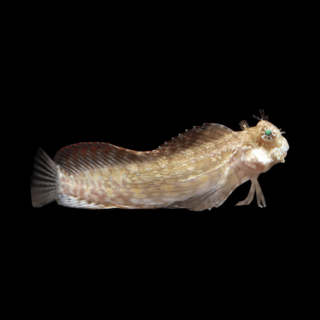 Salarias Fasciatus -Algae eating  Lawnmower Blenny (Red Fin)