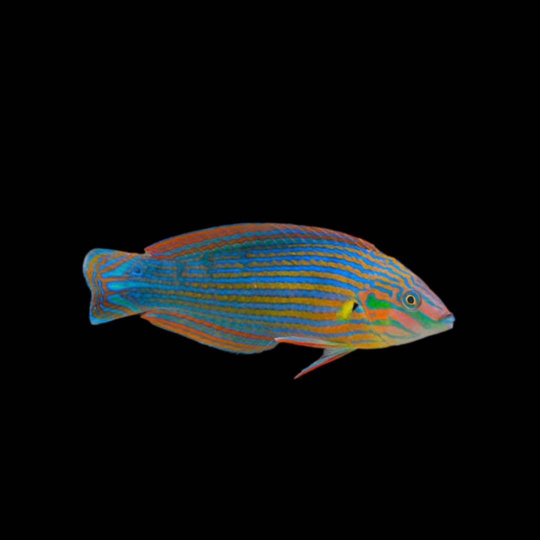 Halichoeres Melanurus - Tail Spot Wrasse