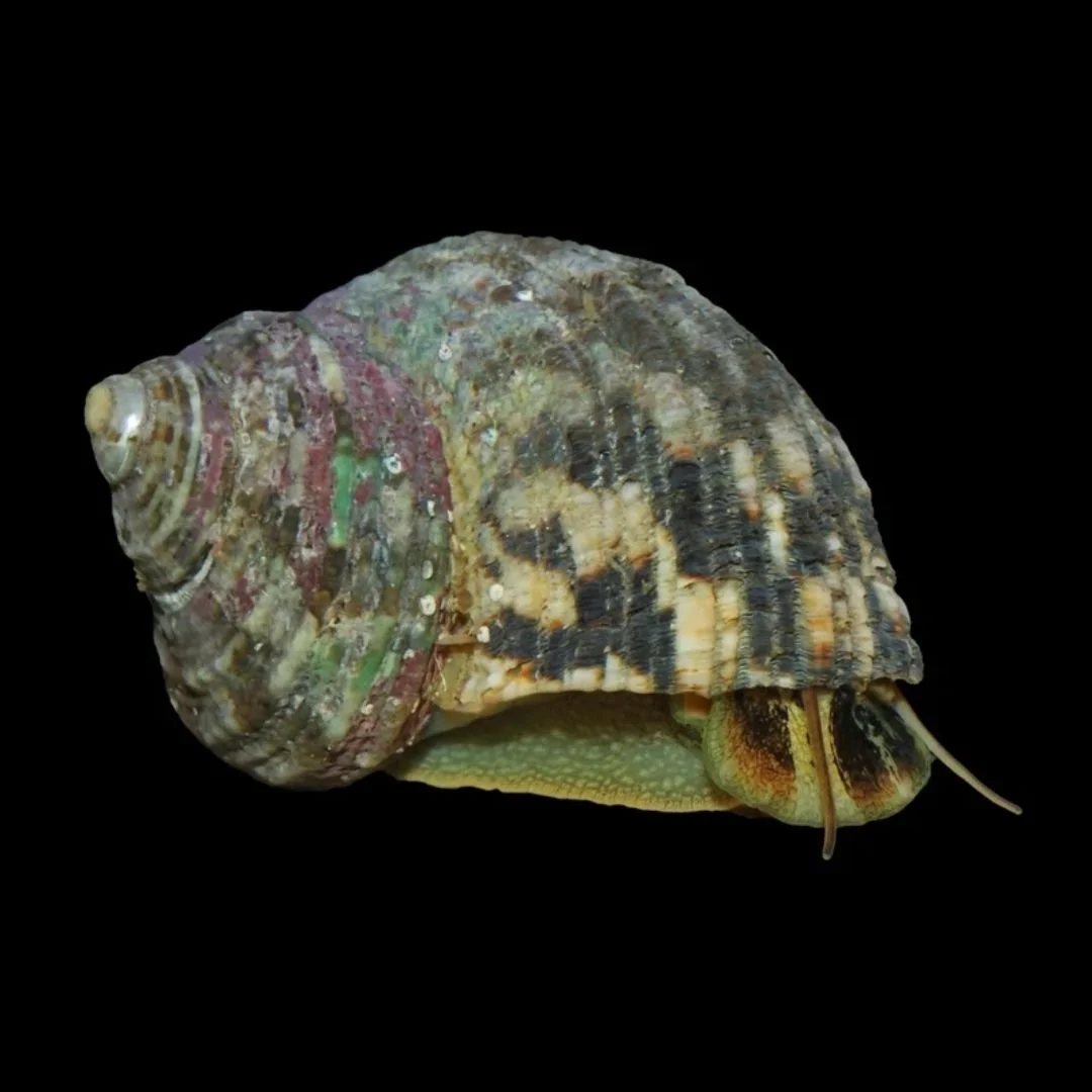 Turbo Flutuosus - Mexican Turbo Snail