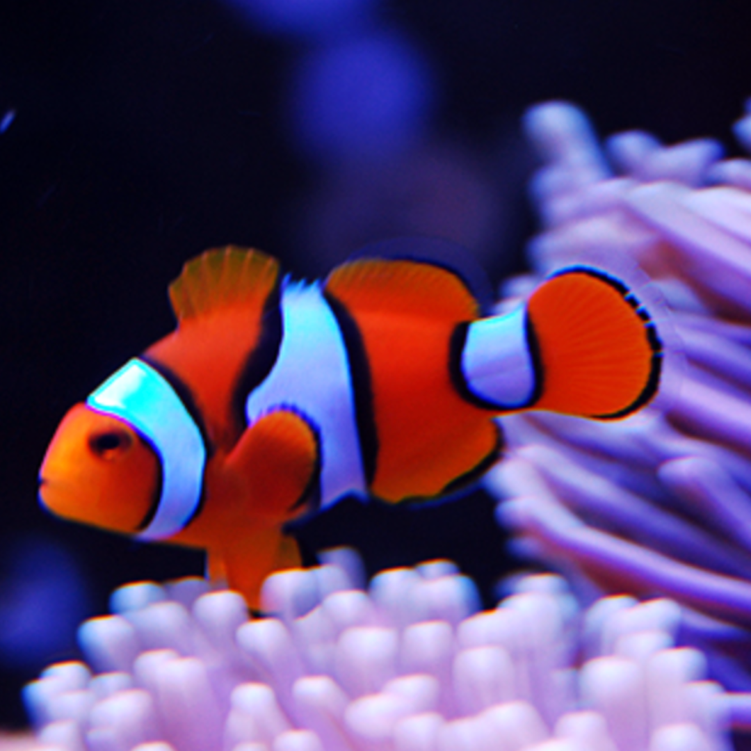 Amphiprion Ocellaris - False Percula Clown - Tank Bred.png