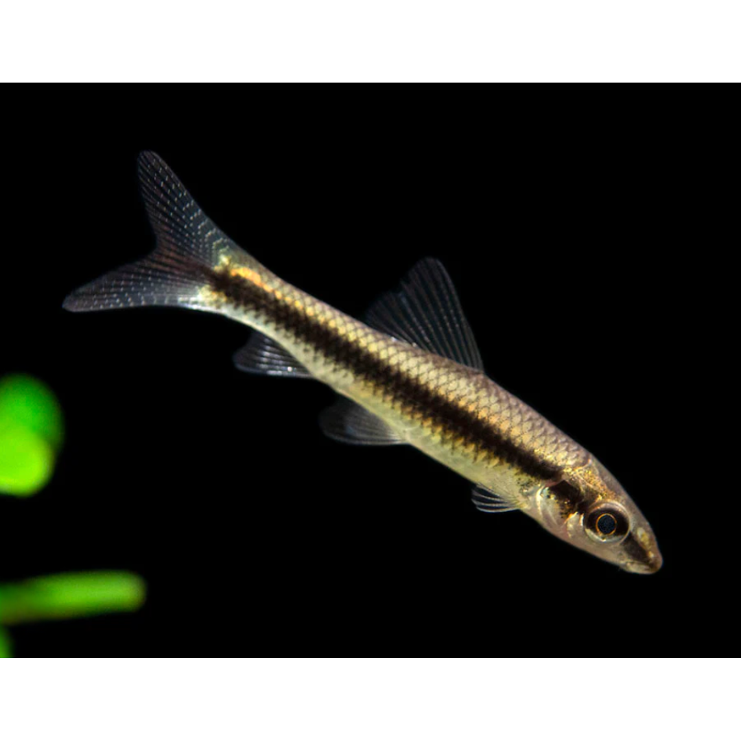 Crossocheilus Siamensis - Siamese Algae Eater (SAE).png