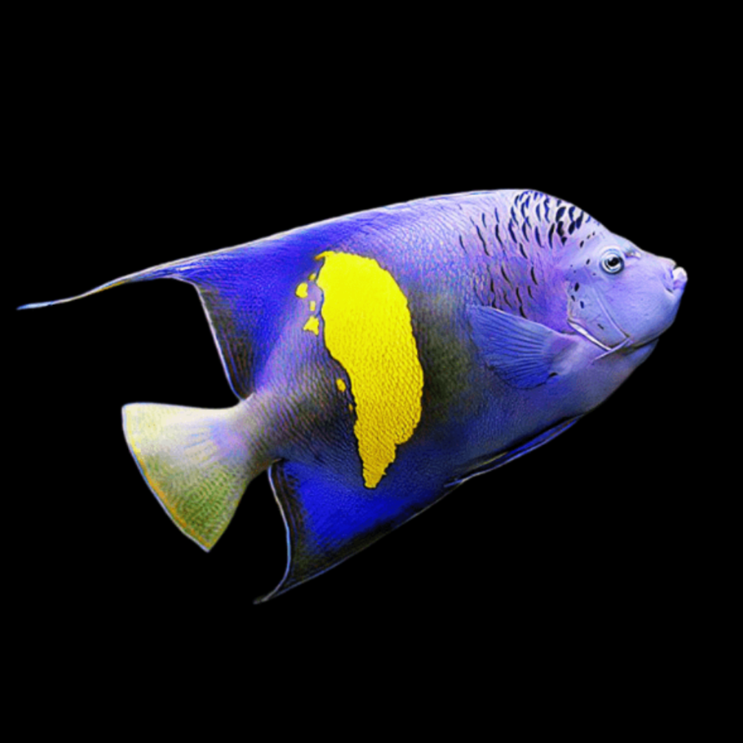 Pomacanthus Maculosus - Yellowbar Angel - Juv.