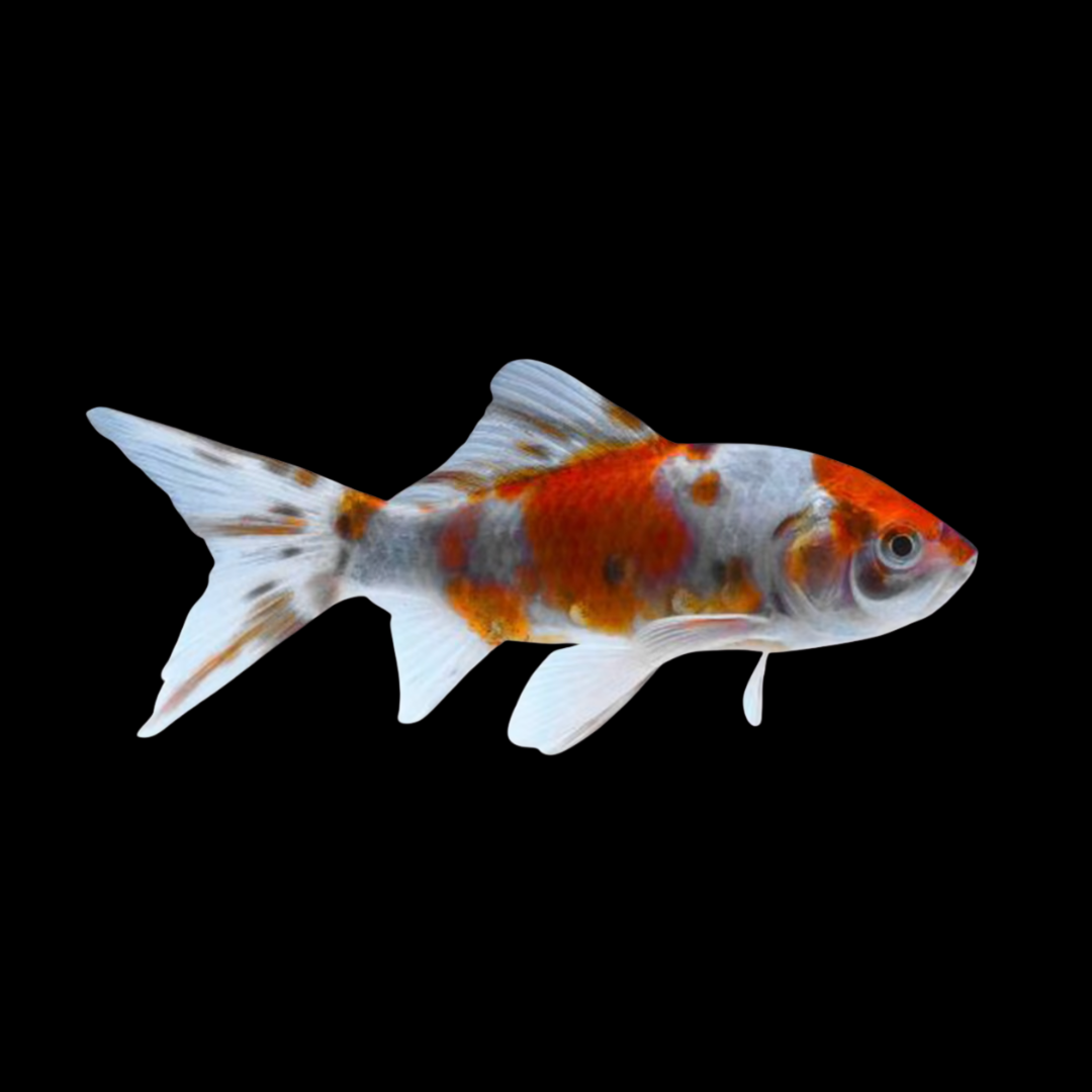 Carassius Auratus - Shubunkin Goldfish