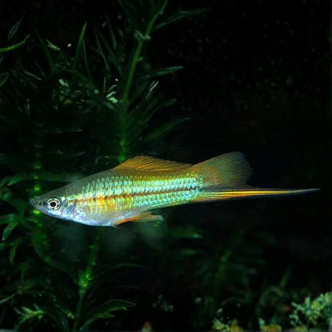 Xiphophorus Helleri - Neon Lyretail Swordtail.png