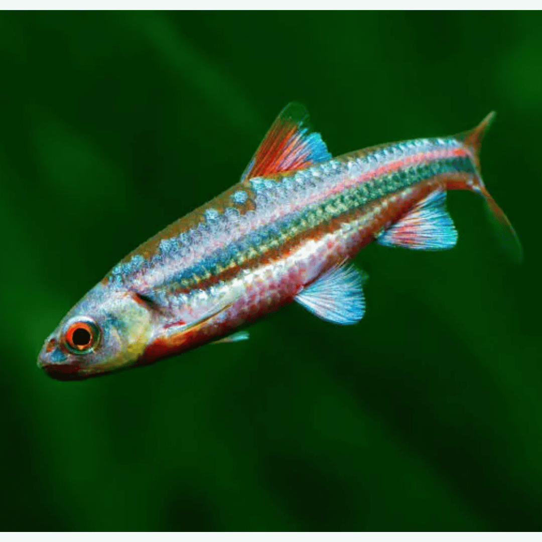 Notropis Chrosomus - Rainbow Shiner